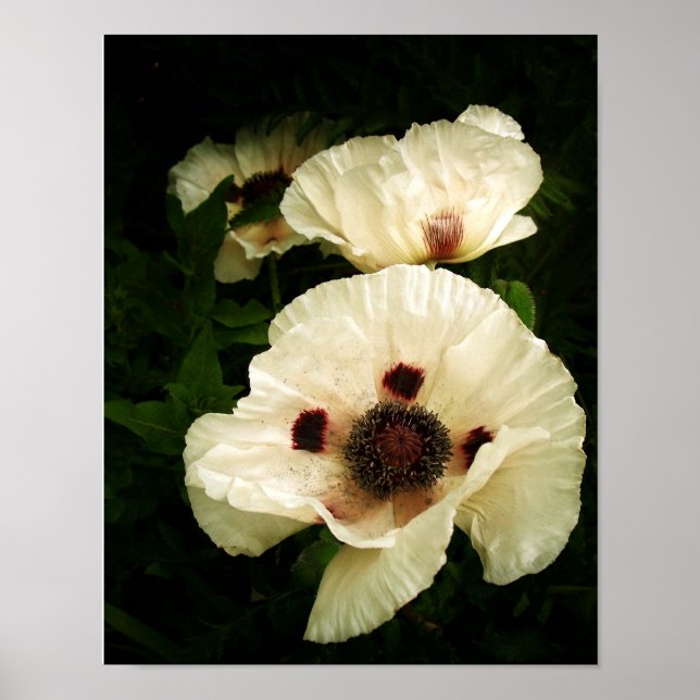 Oriental Poppies Cream Poster (Framsidan)