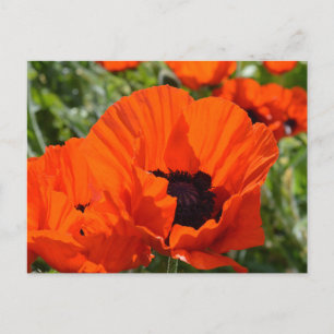 Oriental Poppies (Papaver orientale) Vykort