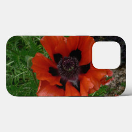Oriental poppy