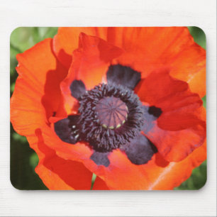 Oriental Poppy Flower Musmatta