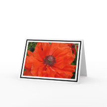 Oriental Poppy Hälsning Card