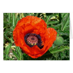 Oriental Poppy Hälsningskort
