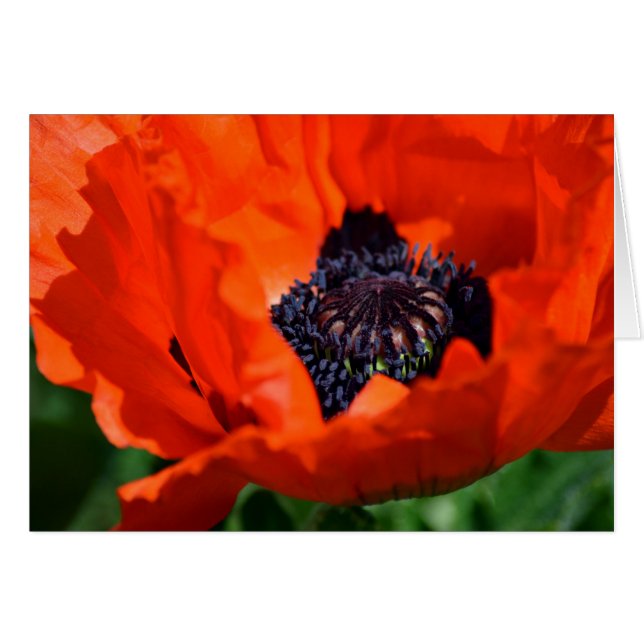 Oriental Poppy Hälsningskort (Framsidan Horizontal)