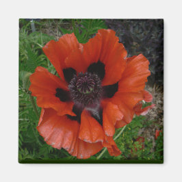 Oriental poppy magnet