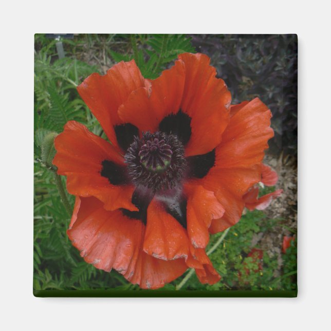 Oriental poppy magnet (Framsidan)