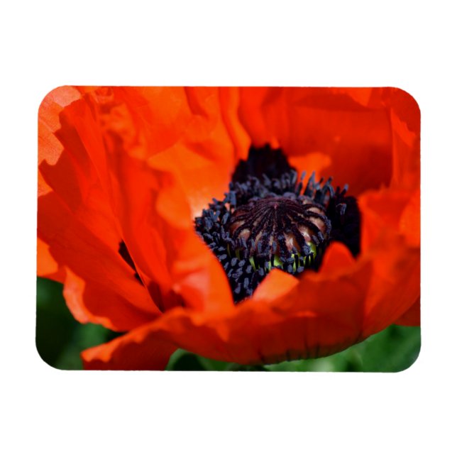 Oriental Poppy Magnet (Horisontell)