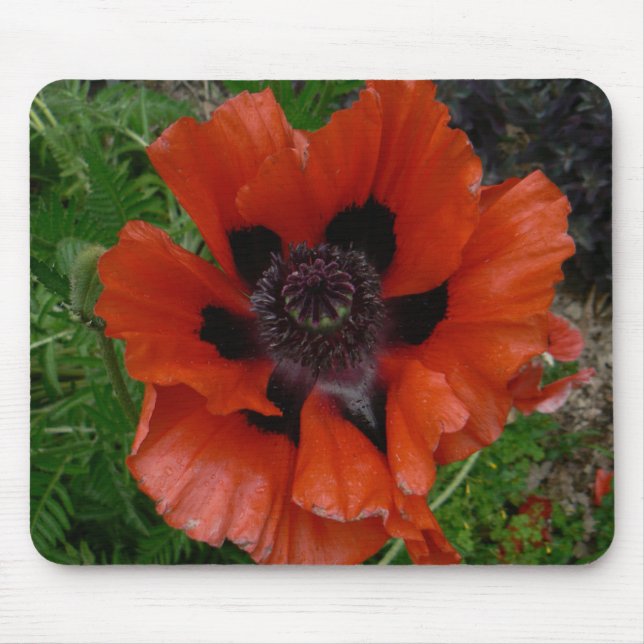 Oriental poppy musmatta (Framsidan)
