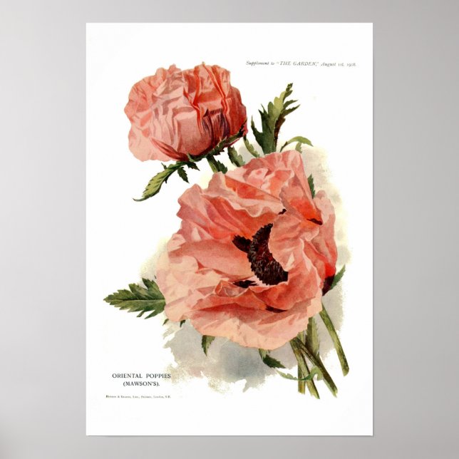 Oriental Poppy (Papaver orientale) Poster (Framsidan)