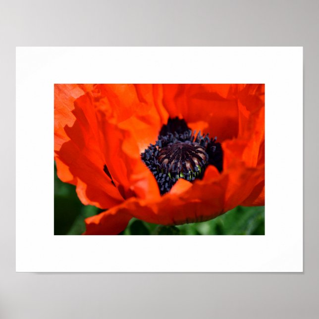 Oriental Poppy Poster (Framsidan)