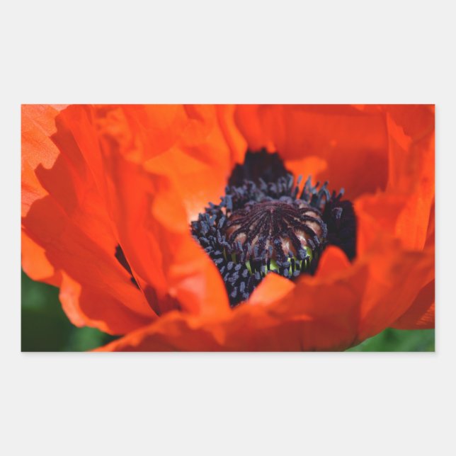 Oriental Poppy Rektangulärt Klistermärke (Framsida)