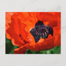 Oriental Poppy Vykort