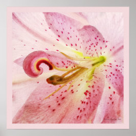 Oriental Rosa Lily Poster