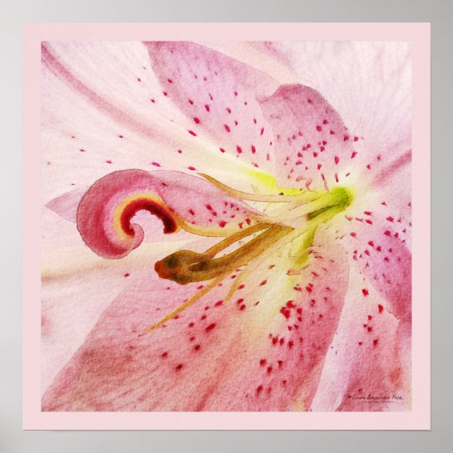 Oriental Rosa Lily Poster (Framsidan)