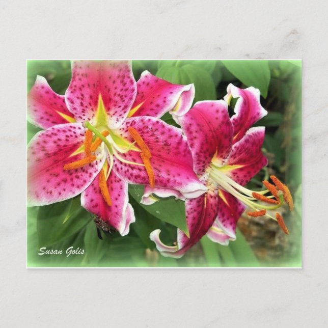 Oriental Rosa Stargazer Lily / Garden Postcard Vykort (Framsida)