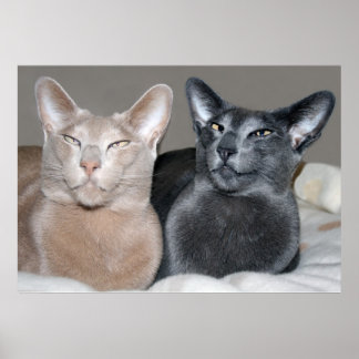 Oriental Shorthair Cats Skriv ut Poster
