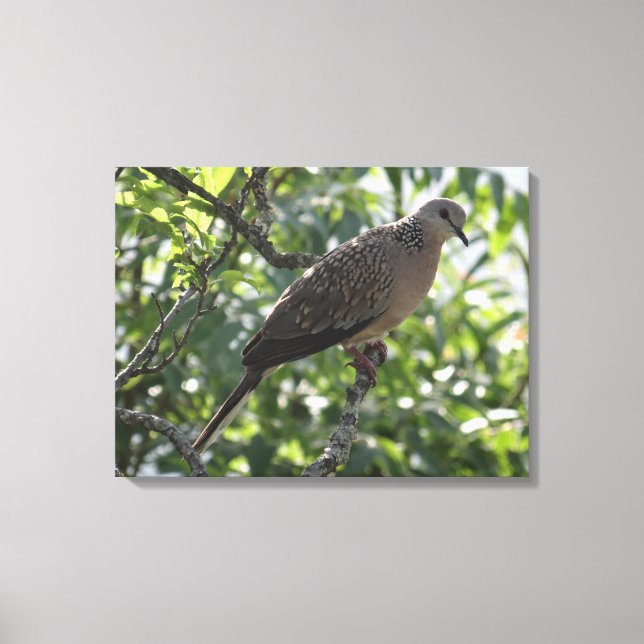 Oriental Turtle Dove på ett Apricot Träd-foto Canvastryck (Framsida)