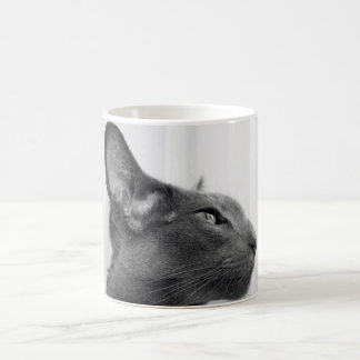 Orientalisk Shorthair kattmugg Kaffemugg