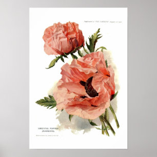 Orientalisk vallmo (Papaverorientale) Poster