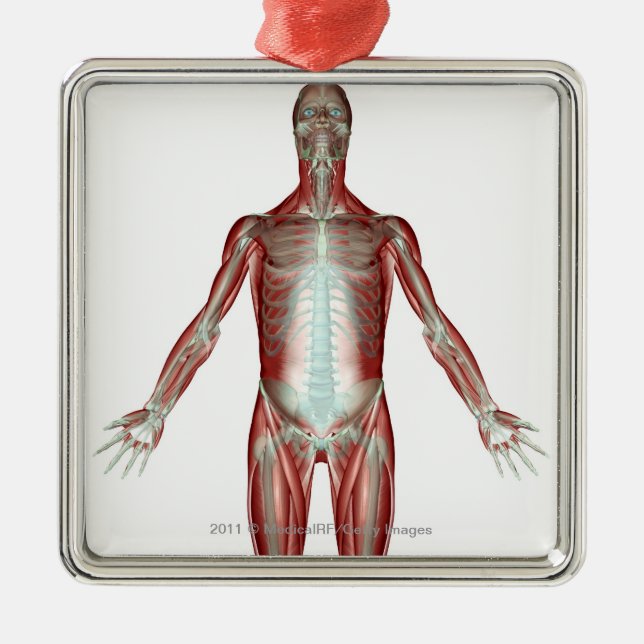 Orientering allra musklerna i människokroppen julgransprydnad metall (Framsidan)