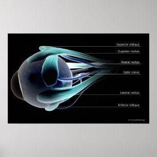 Orientering, allra som musklerna i människan syna poster