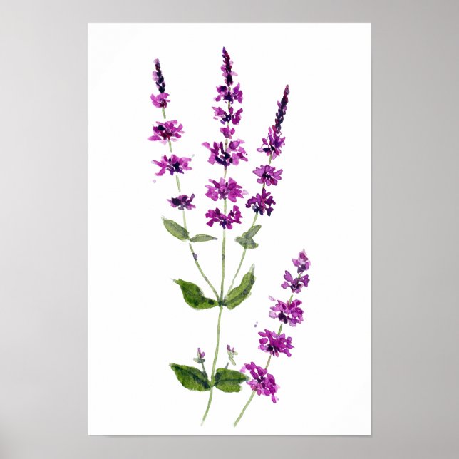 original akvarellmålning lila salvialiommar poster (Framsidan)