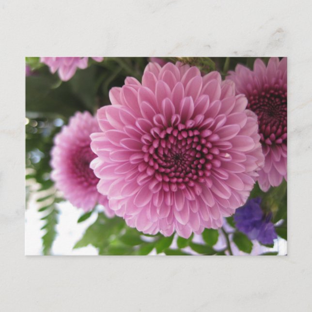 Original Blommamäkro Rosa Krysantemum Foto Vykort (Framsida)