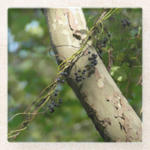 Original- konst "för vilddruvor" vid KAS