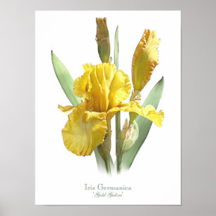 Original- konsttryck för gul skäggig Iris Poster
