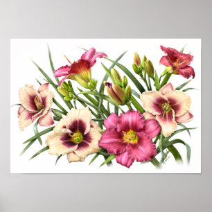 Original- konsttryck för röda Daylilies Poster