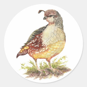 Original Watercolor Female California Quail-Bird Runt Klistermärke