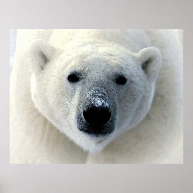 Originalfotografik av Polar Poster (Framsidan)