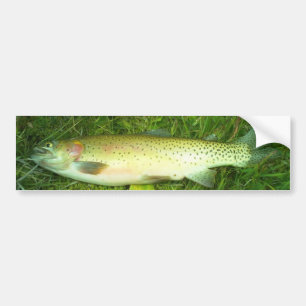 öring, fluga, fiske bildekal