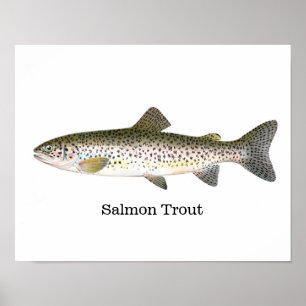 Öringfisk Poster