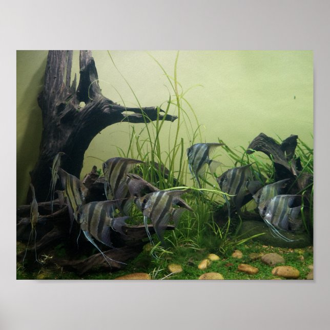 Orinoco Angelfish Poster (Framsidan)