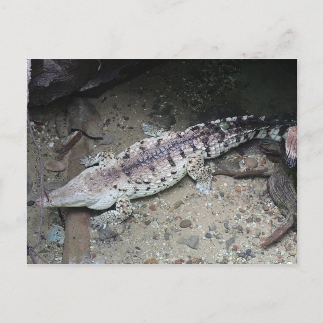 Orinoco Crokodile # 3 Vykort (Framsida)