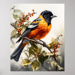 Oriole Bird Art Print Poster