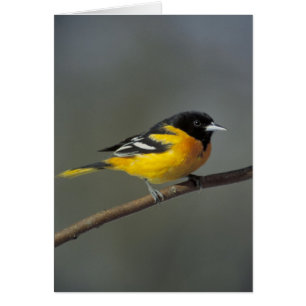 Oriole Hälsningskort