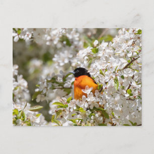 Oriole och Dogwood Vykort