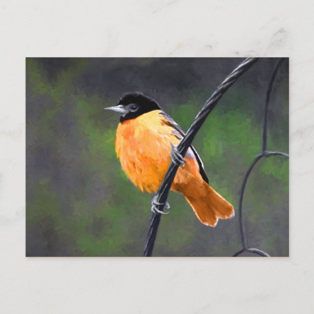 Oriole Painting - Original Bird Art Vykort (Framsida)