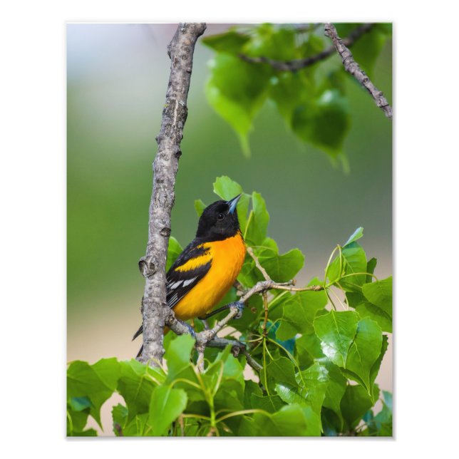 Oriole Tittar ovan Fototryck (Framsidan)