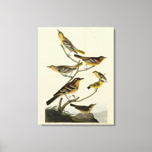 Orioles, Thrush, från Audubon's Birds of America Canvastryck