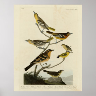 Orioles, Thrush, från Audubon's Birds of America Poster
