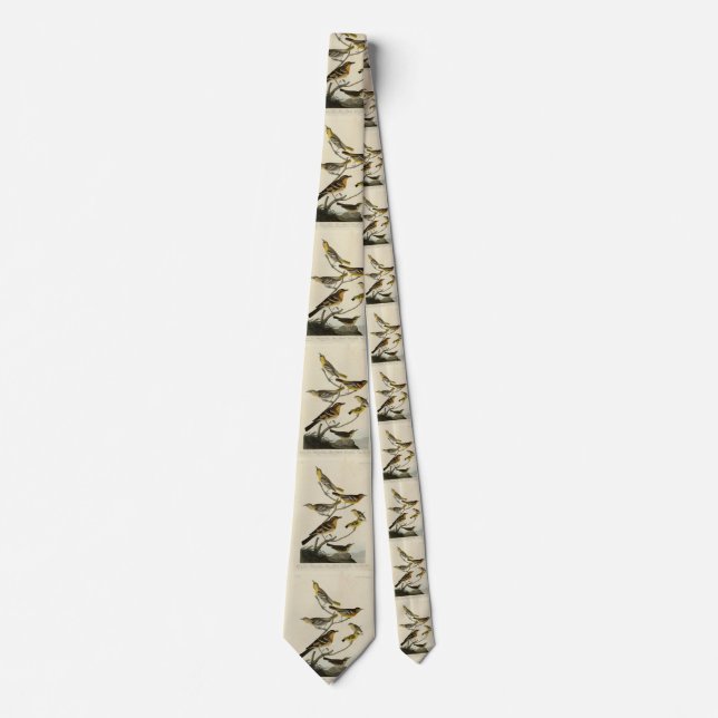 Orioles, Thrush, från Audubon's Birds of America Slips (Framsida)