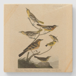 Orioles, Thrush, från Audubon's Birds of America Stenunderlägg