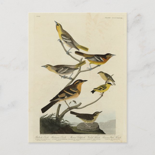 Orioles, Thrush, från Audubon's Birds of America Vykort (Framsida)
