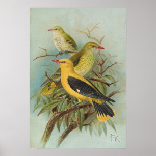 Oriolus oriolus av Johann Friedrich Naumann Poster