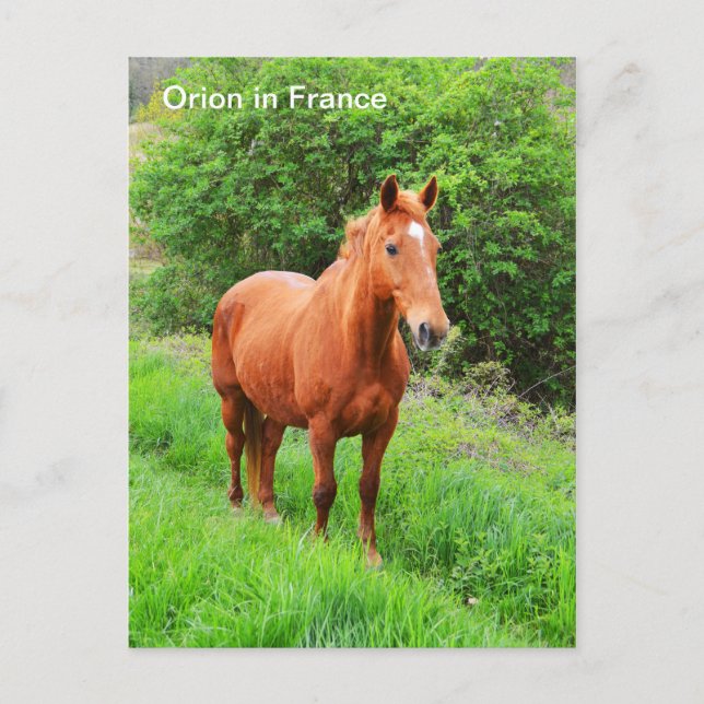 Orion Häst i Frankrike Vykort (Framsida)