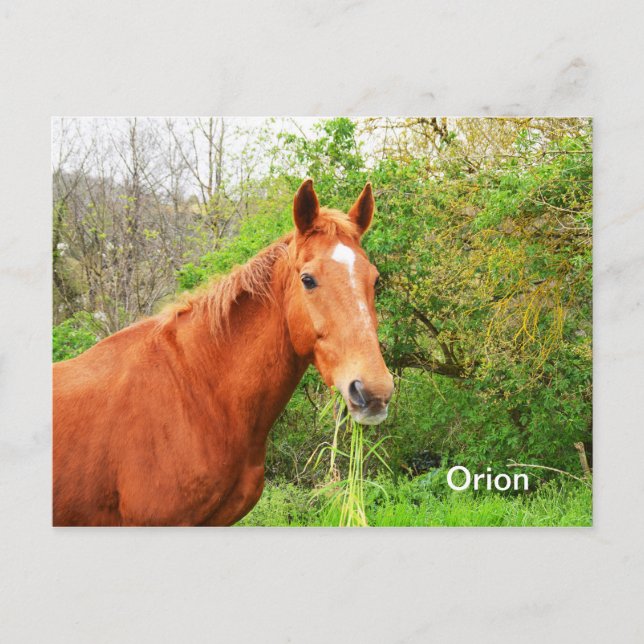 Orion Hästdjur Vykort (Framsida)
