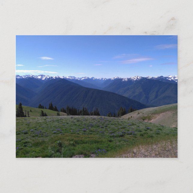 Orkanen Ridge - Olympic National Park vykort (Framsida)