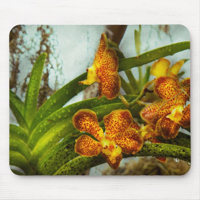 Orkid - Oncidium - Mogen Musmatta (Framsidan)